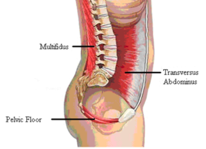 Drawing for a body showing the bones and muscles with labels pointing to Multifidus, Pelvic Floor and Transversus Abdominus 